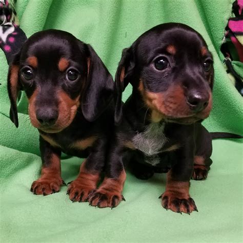 65 Miniature Dachshund Puppies For Sale In Colorado. Featu