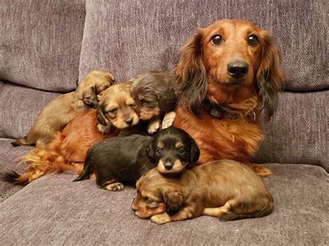 We raise quality Miniature Dachshunds in all coats and colors. Each type has their own unique characteristics and complement the breed in very special ways. Our Dachshunds are raised with love and are provided with the best environment for early learning and socialization so that they. .
