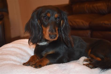 Select Dachshunds is a licensed breeder that has specialized in producing AKC certified miniature dachshund puppies since 2014. We carry every coat, colour, and pattern in ….