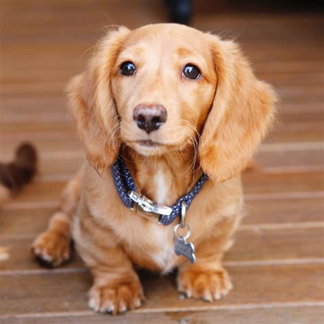 Miniature dachshunds. A miniature dachshund thus should have between 12.5 and 14.5 inches for male dogs and 11.8 to 13.8 for female dogs. Comparatively rabbit dachshunds should have 10.6 – 12.5 inches for males, and 9.8 – 11.8 inches for females. Rabbit Dachshund vs Mini Coat And Coloration. Both miniature … 