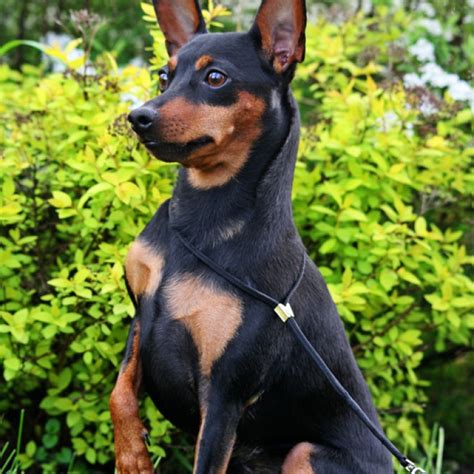Sitting Doberman Pinscher Dog Statue for Sale at Cheap Price Online in USA & Canada only at – OakValleyDecor.. 