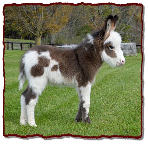 Miniature donkey for sale near me. Mini Donkeys. Florida Cracker Cows. About + Contact. Our miniature donkeys will melt your heart. They love attention and human affection, making them the perfect farm pets. We raise registered miniature Mediterranean donkeys in all colors. All of our mini donkeys are registered with the American Donkey and Mule Society (ADMS). 