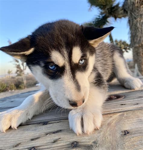 Miniature husky for sale. Things To Know About Miniature husky for sale. 