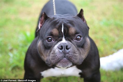 Breeders of the American Pocket Bully dogs and Micro and Na