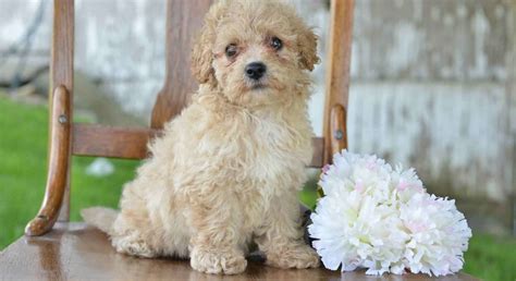 Miniature poodle adoption. Things To Know About Miniature poodle adoption. 