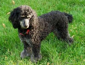 Miniature poodle hunting dog skills - Black Dog Outfitters