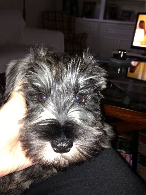 craigslist For Sale "miniature schnauzer" in Los Angeles. see also. miniature schnauzer-available. $750. Rancho Palos Verdes miniature schnauzer. $850 ... MINIATURE …
