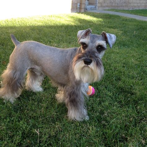Miniature schnauzer cut styles. Traditional Cut. The Schnauzer’s traditional cut is a hallmark hairdo for the breed. Whether … 
