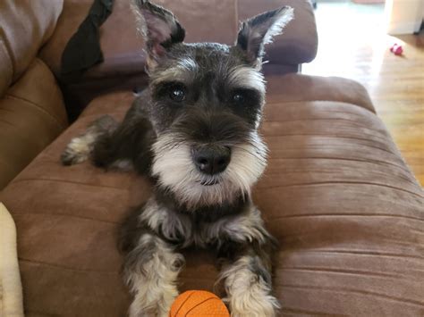 Miniature schnauzer for sale in new jersey. Miniature Schnauzers of Long Valley, Long Valley, New Jersey. 803 likes · 14 were here. Our miniature schnauzers are bred and raised in the home of a ... 