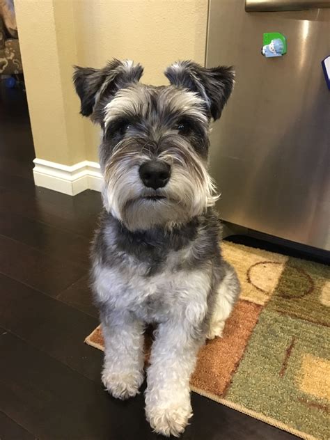 Miniature schnauzer haircut styles. Popular Long Hair Styles For Miniature Schnauzers. ... The Asian Fusion style is a trendy and unique haircut for Miniature Schnauzers with long hair. It combines traditional Asian grooming techniques with modern cuts, resulting in a longer top knot and shorter body hair. This distinctive look requires regular maintenance and grooming to keep ... 