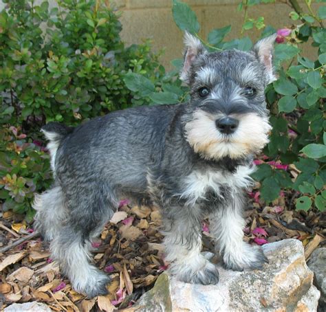 Miniature schnauzer puppies dollar400. Miniature Schnauzer Appearance. Miniature Schnauzers are 12-14 inches in height. They range in weight from 11-20 lbs. They have a long foreface and a strong muzzle, with thick whiskers. Their bodies are short and squat. They have small, dark, deep-set brown eyes. The is breed has a double coat. They have a hard, wiry outer layer and a softer ... 