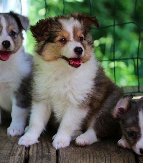 Puppy. Color. N/A. Purebred Sheltie shepherded puppies. We have 1 female and 3 male puppies ready to go to their forever home. These puppies are great with children and do…. View Details. $450. . 
