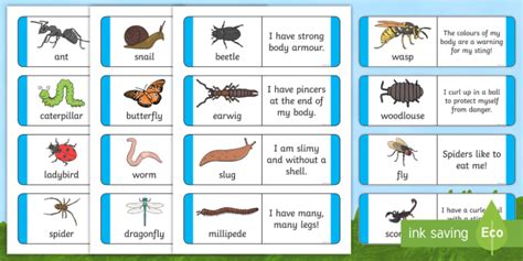 Minibeast Facts for Children Fact Cards Science Y 3-6