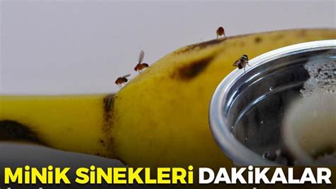 Minik sinekler. 