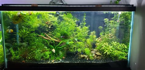 Minimum Tank Size For A Betta Sorority? My Aquarium Club