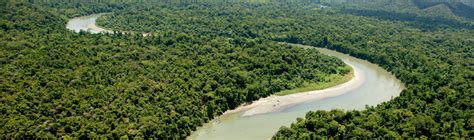 Mining in New Guinea WWF - Panda