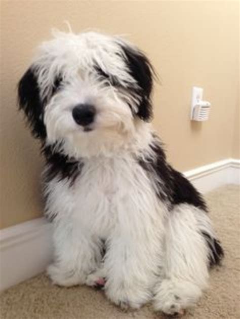 Minisheepadoodle. Mar 27, 2024 · A Mini Sheepadoodle is a cross between an Old English Sheepdog and a Miniature Poodle. They’re almost the same as a Sheepadoodle except a Mini Poodle is used rather than a Standard Poodle. You shouldn’t confuse a Sheepadoodle or a Mini Sheepadoodle for a Shepadoodle, which is a cross between a German Shepherd and an Old English Sheepdog. 