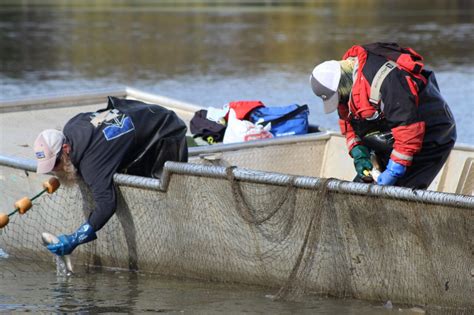 Minnesota, Wisconsin wildlife officials capture 100s of invasive carp in Mississippi River