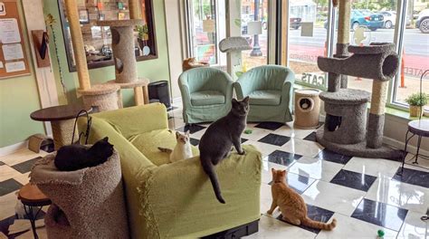 Minnesota’s first cat café relocating from Uptown to Roseville