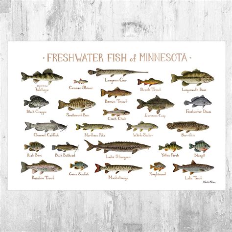 Minnesota Fish Poster - Etsy