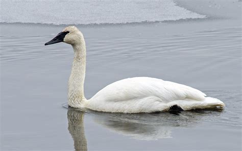 Minnesota Seasons - Trumpeter Swan