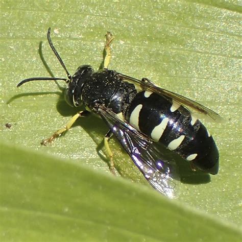 Minnesota Seasons - four-banded stink bug hunter wasp