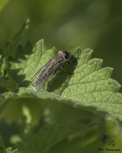 Minnesota Seasons - horse fly