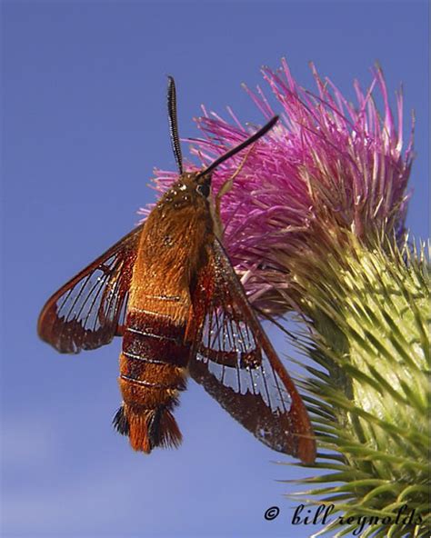 Minnesota Seasons - hummingbird clearwing