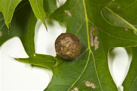 Minnesota Seasons - spongy oak apple gall wasp