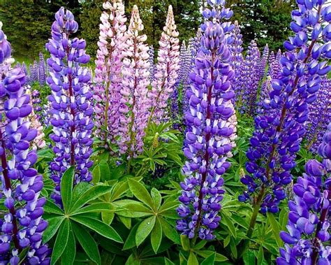 Minnesota Wildflowers Blooming in April