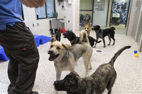 Minnesota humane society. Things To Know About Minnesota humane society. 