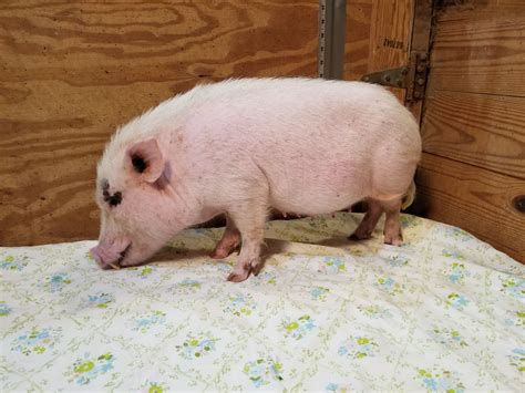 Minnesota pigs for sale. At maturity, our Miniature Potbellied Pigs are 10 to 15 inches tall. Their length should be in proportion to height. The average weight is 25 to 55 pounds. The usual color is all black. Other rare colors include all white (pink) or black and white pintos with blue eyes. Miniature Potbellied Pigs have a sway back and a straight tail. 
