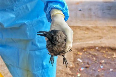 Minnesota tops U.S. in wild birds confirmed dead from avian flu