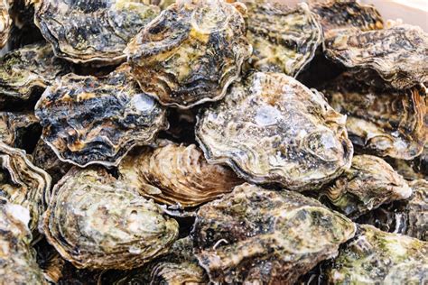 Minnesotans warned not to eat certain raw oysters that may be linked to norovirus illnesses