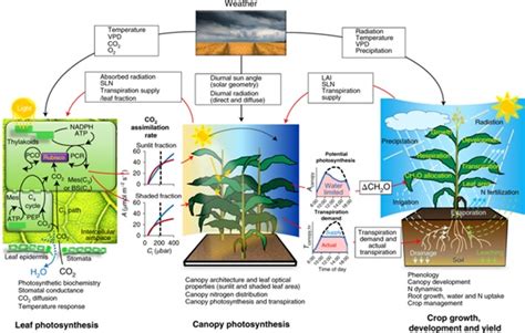 Minor Crops - an overview ScienceDirect Topics