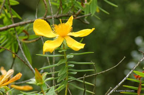 Minor xanthones of Hypericum mysorense - University of Arizona