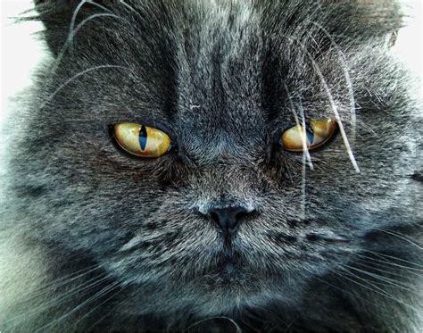 Minou Onlyfans Leak