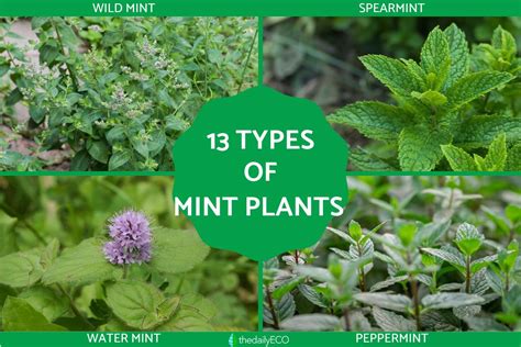 Mint in different languages