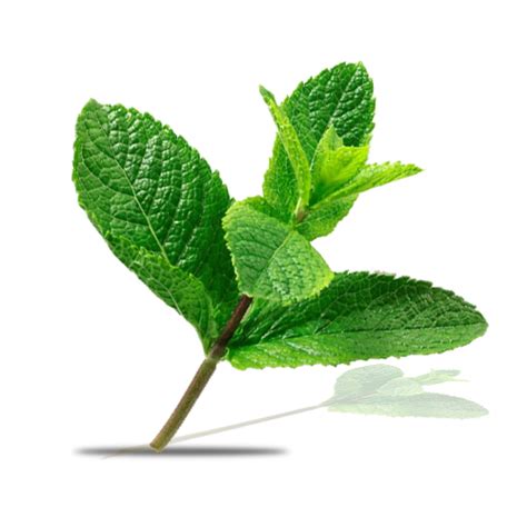 Mint leaf indian. Things To Know About Mint leaf indian. 