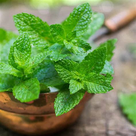 Mint substitute. When used in cooking, you can follow a 1:1 ratio when using basil as a substitute for mint. Basil can also be an herb alternative when making cocktailsand non-alcoholic beverages that are usually ... 