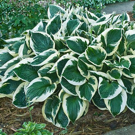 Minuteman Hosta- Shade Perennial Large Hosta …