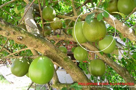 Miracle fruit philippines price.  ---------------------------------------------...