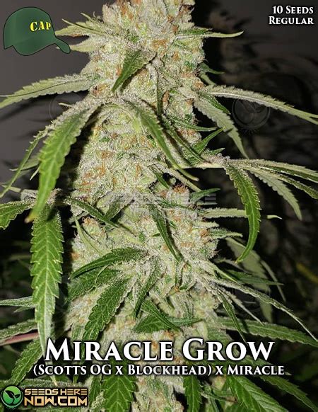 Lemon Miracle is an easy to grow strain that will become highl