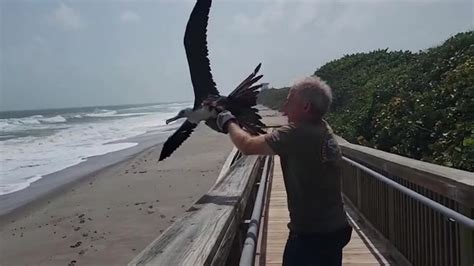 Miraculous rescue: Frigatebird saved from storm’s wrath soars again