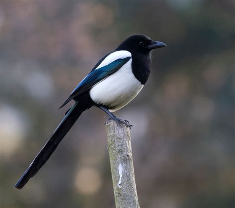 Mirgpie. Magpies are shy and nervous birds. Wild individuals do not tame easily and will usually take off at the slightest hint of danger. A long-tailed corvid with striking black and white … 