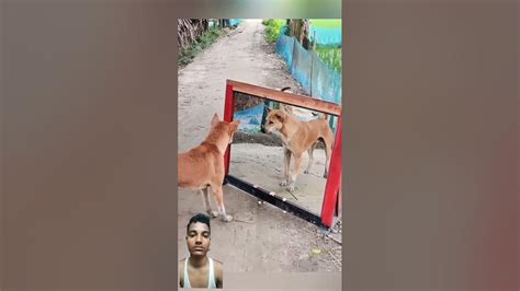 Mirror Dogy Onlyfans Leak