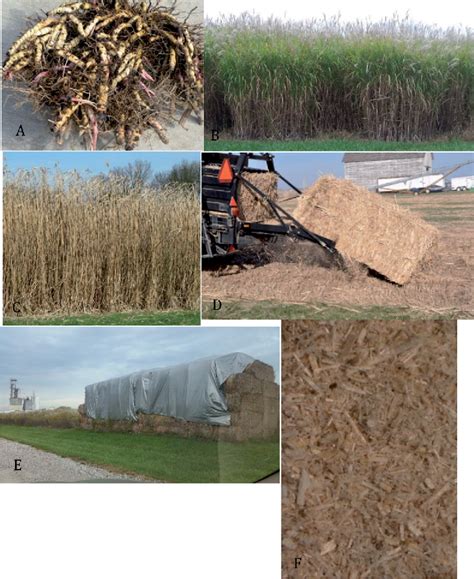 Miscanthus Grass as a Nutritional Fiber Source for ... - ResearchGate