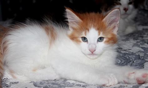 Miska88 Onlyfans Leak XxX 🍆 198 Photos