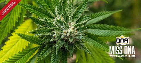 Miss usa strain dna genetics. .  <a href=https://dev.cms.cierra.io/ass...