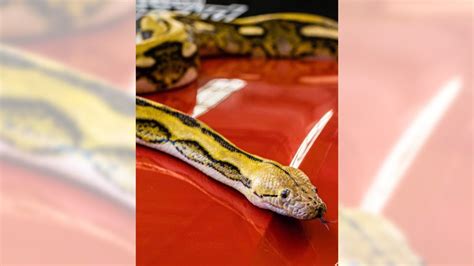 Missing 15-foot pet python ‘Big Mama’ reunited with California family after a week on the lam
